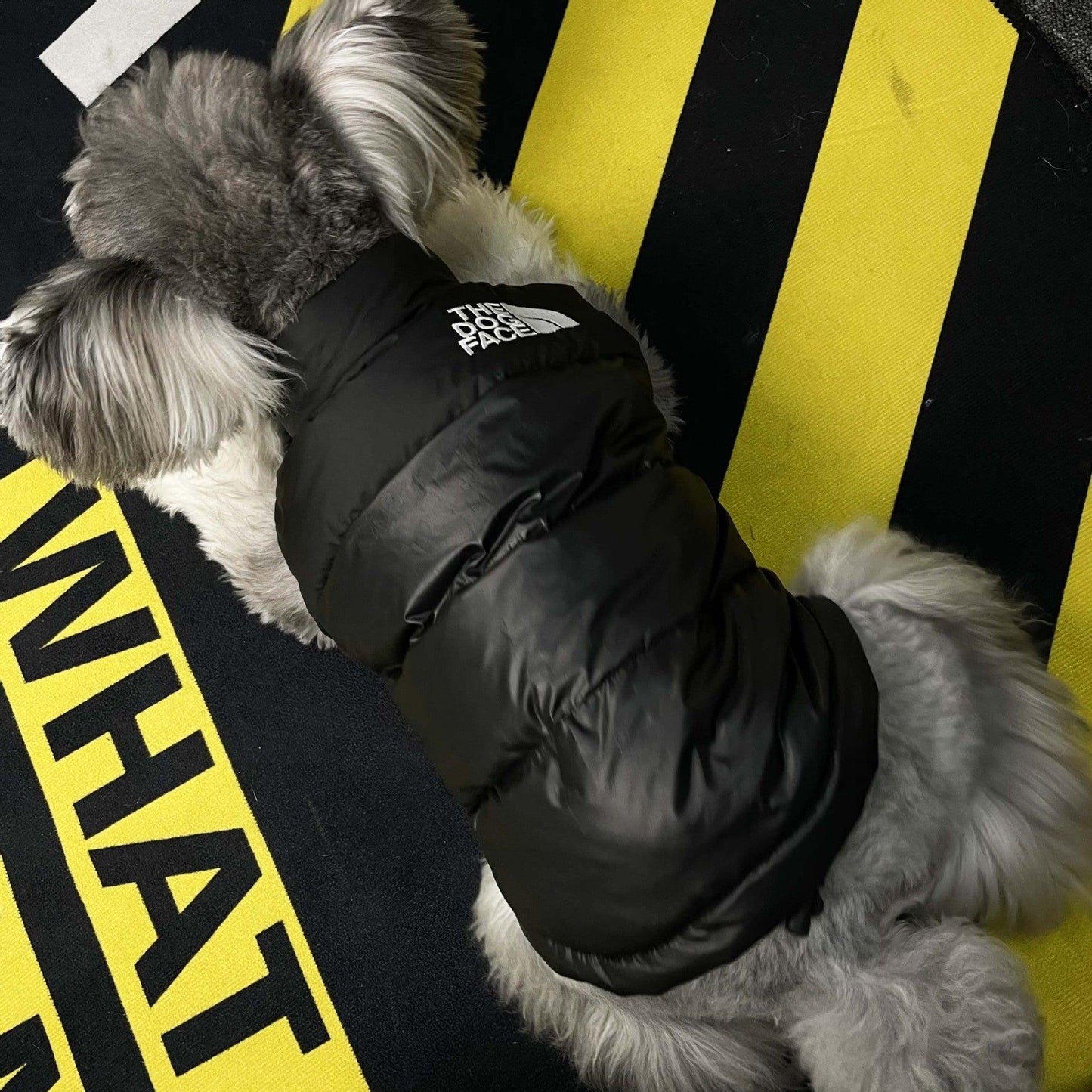 ANJOS PETS - Roupa de frio para Cachorro